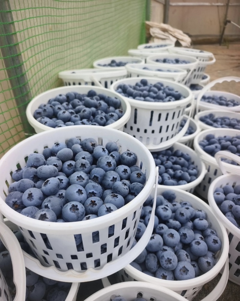 蓝莓，20多个大棚