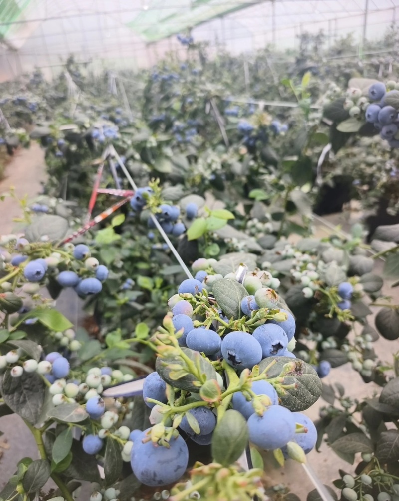 蓝莓，20多个大棚