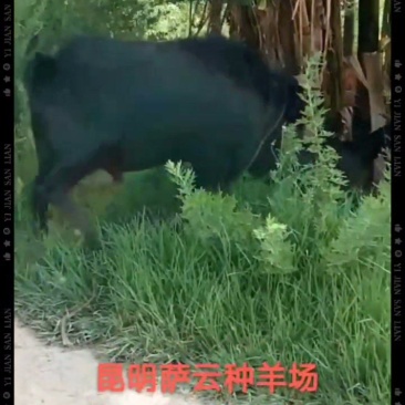 萨能黑山羊