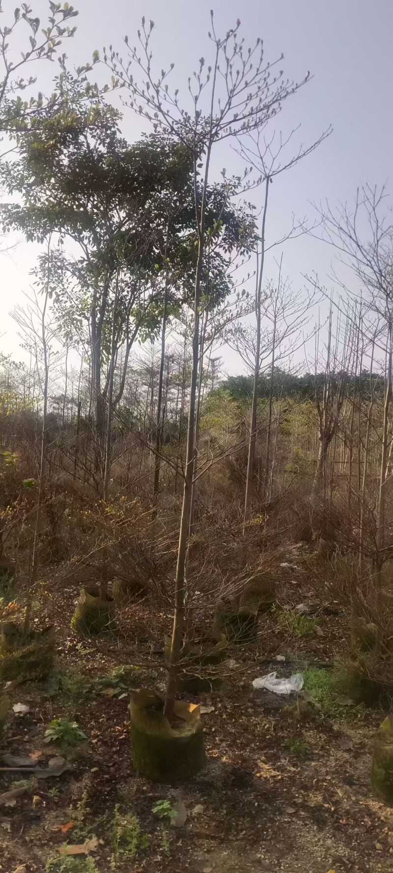 小叶榄仁3-10分