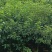 原生苗樟树2-4分
