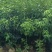 原生苗樟树2-4分