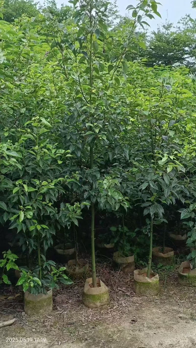 原生苗樟树2-4分