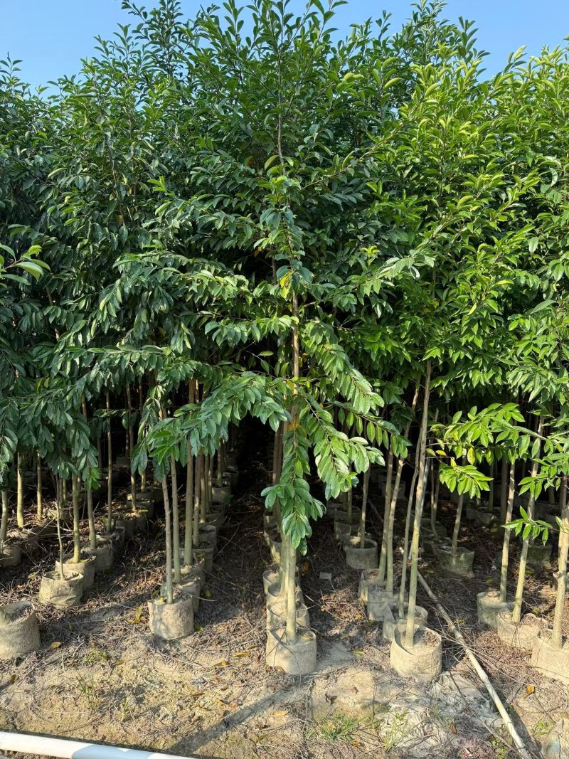 铁丹青原生苗1至5分，
