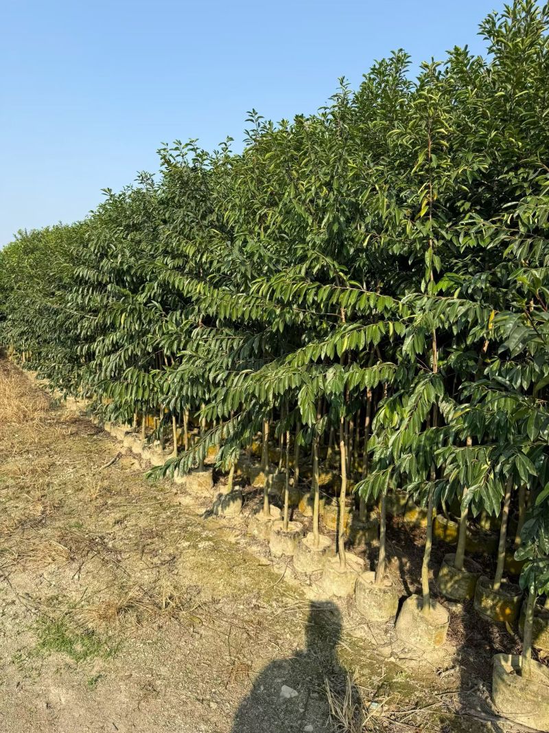 铁丹青原生苗1至5分，
