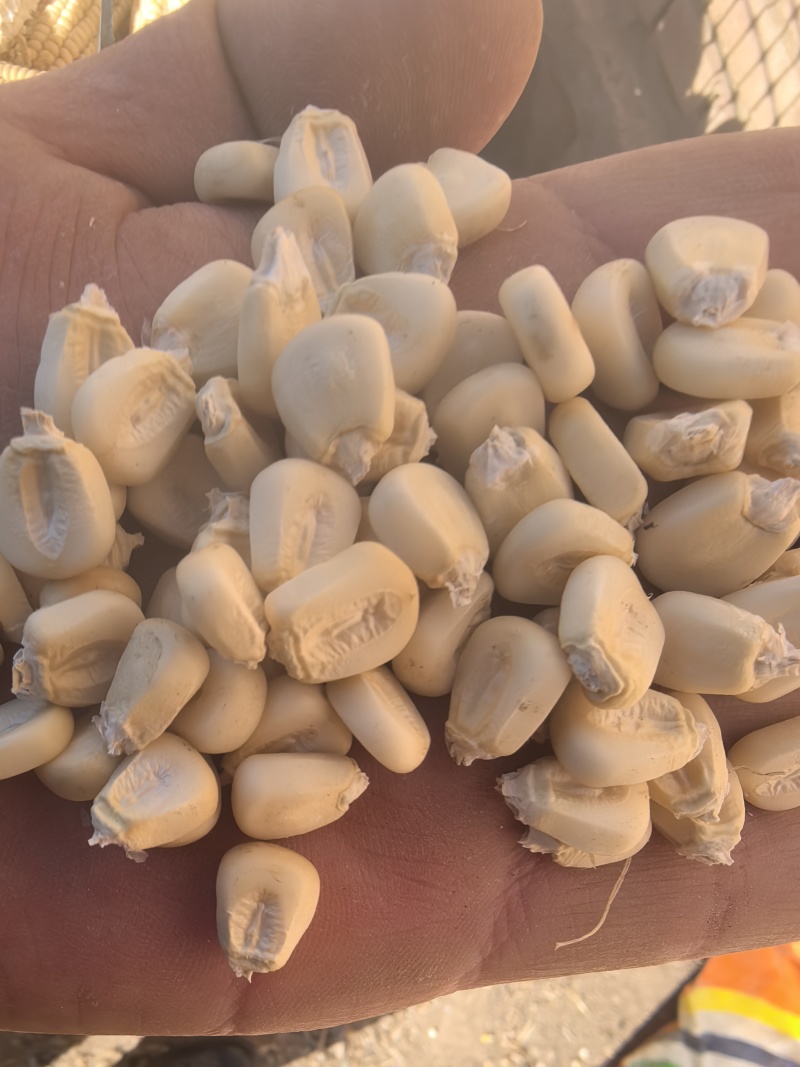 白糯玉米干粒