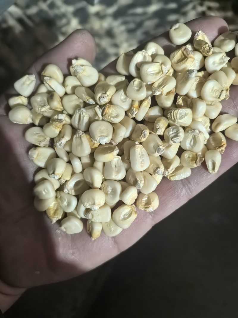 白糯玉米干粒