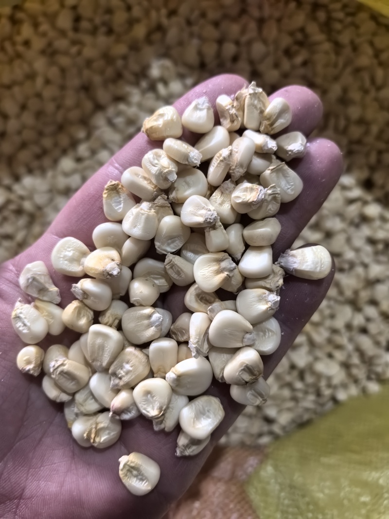 白糯玉米干粒