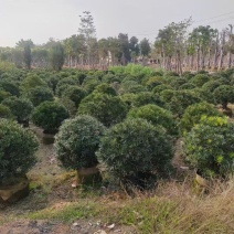 罗汉松球60-80高