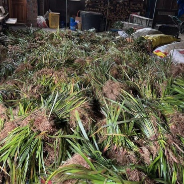 红心石菖蒲