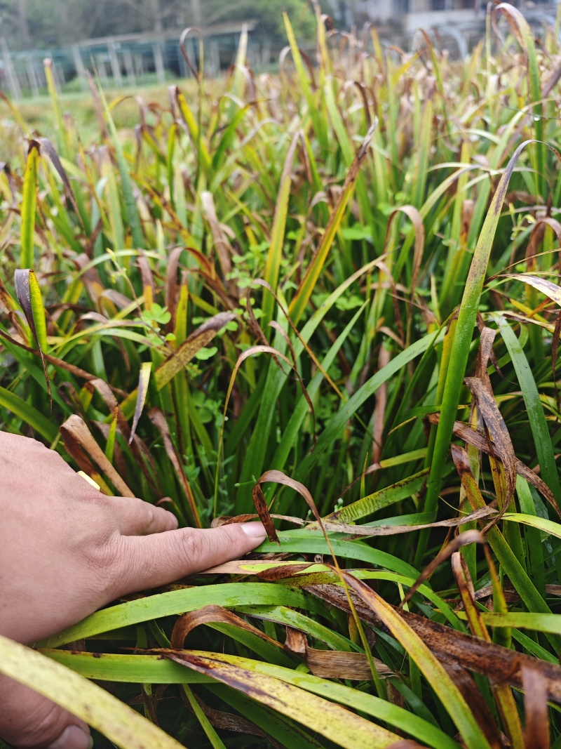 红心石菖蒲