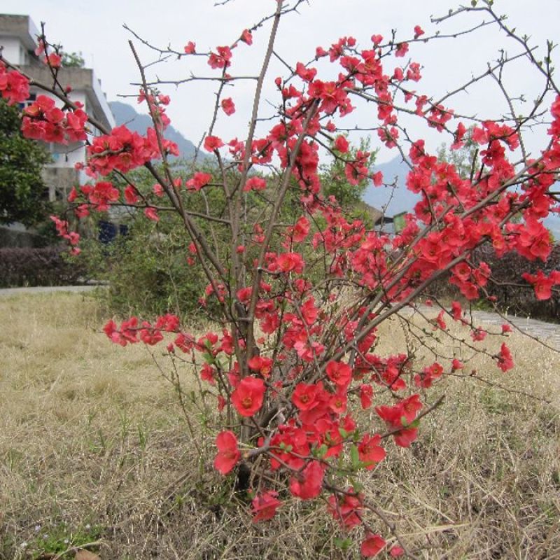 贴梗海棠花庭院阳台耐寒耐晒好养原生海棠苗绿植篱笆铁梗海棠