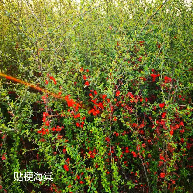 贴梗海棠花庭院阳台耐寒耐晒好养原生海棠苗绿植篱笆铁梗海棠
