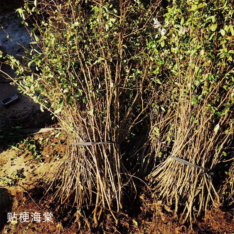 贴梗海棠花庭院阳台耐寒耐晒好养原生海棠苗绿植篱笆铁梗海棠
