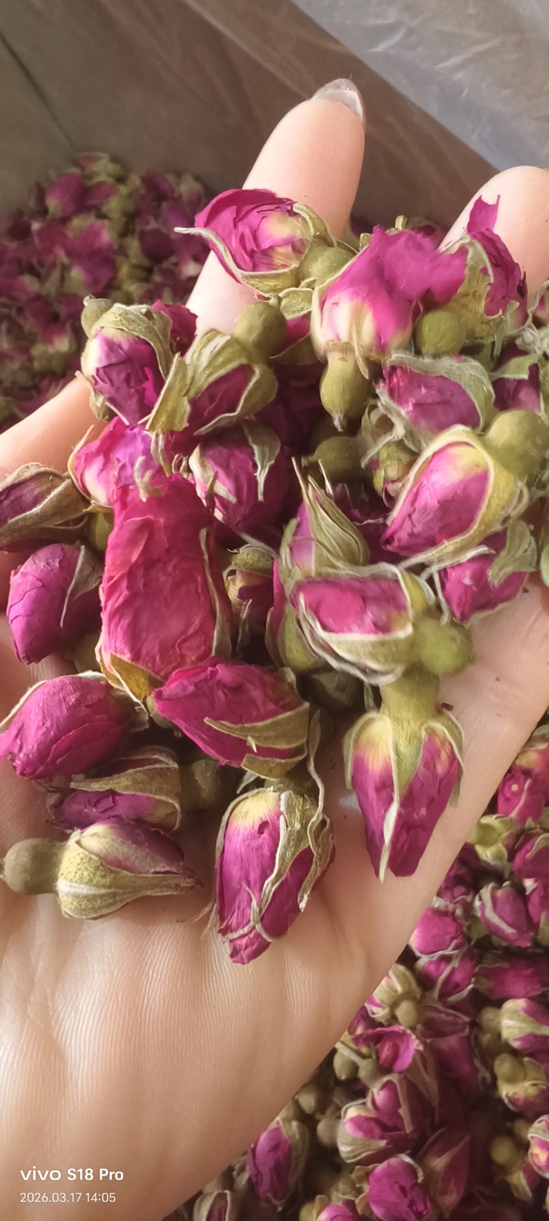 《玫瑰花》金边玫瑰山东平阴玫瑰颜色好看实物拍摄