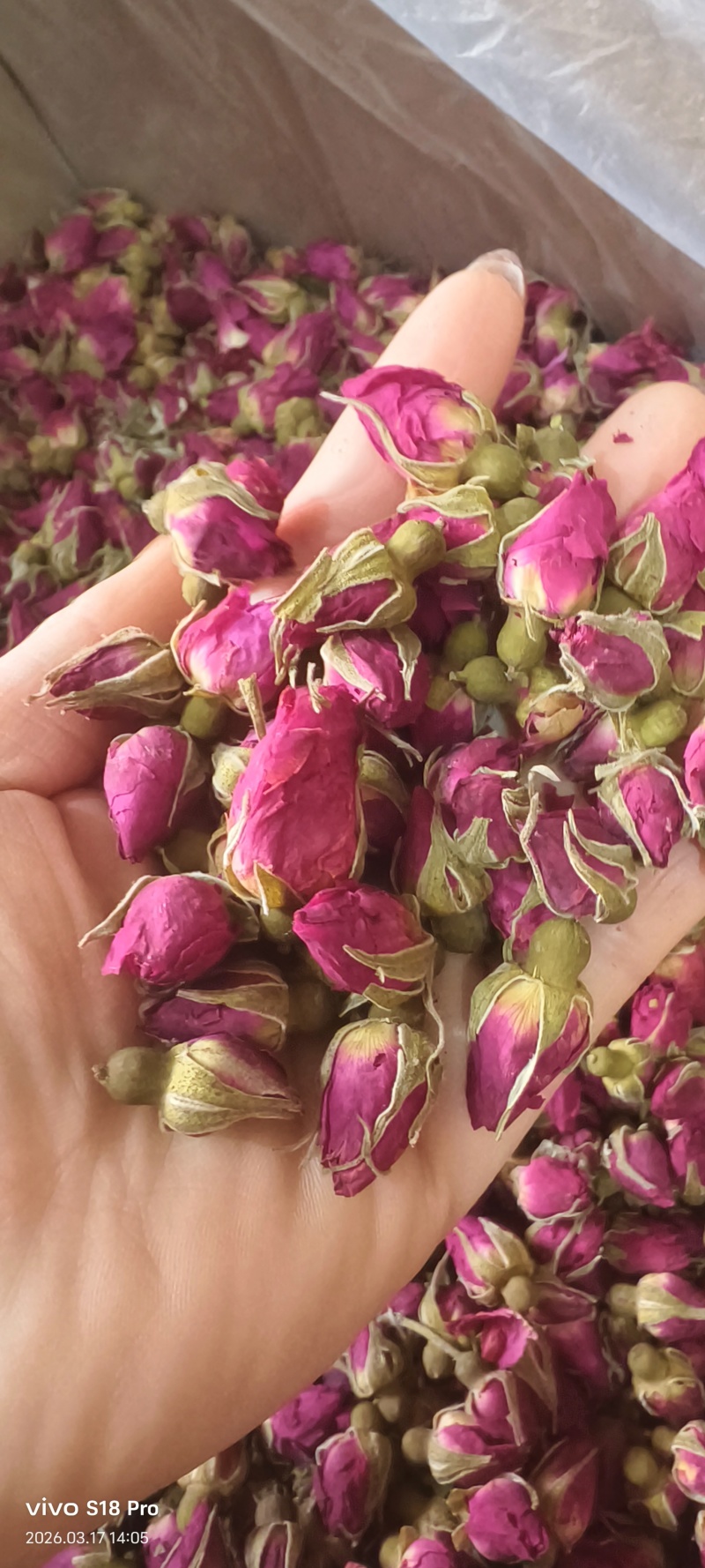《玫瑰花》金边玫瑰山东平阴玫瑰颜色好看实物拍摄