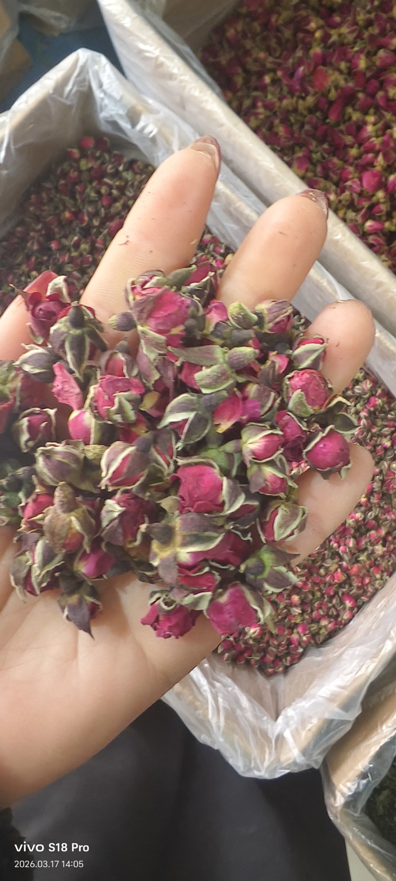《玫瑰花》金边玫瑰山东平阴玫瑰颜色好看实物拍摄