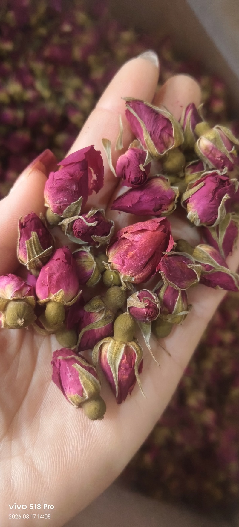 《玫瑰花》金边玫瑰山东平阴玫瑰颜色好看实物拍摄