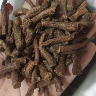 《蒲公英根》蒲公英根茶茶用药用新货无硫干净无杂质
