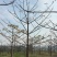 本地木棉
