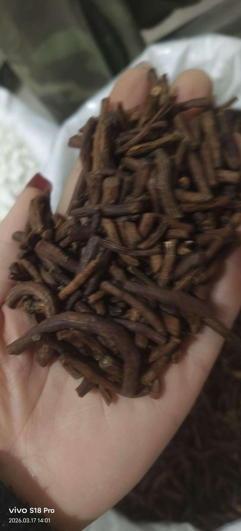 《蒲公英根》蒲公英根茶茶用药用新货无硫干净无杂质