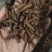 《蒲公英根》蒲公英根茶茶用药用新货无硫干净无杂质