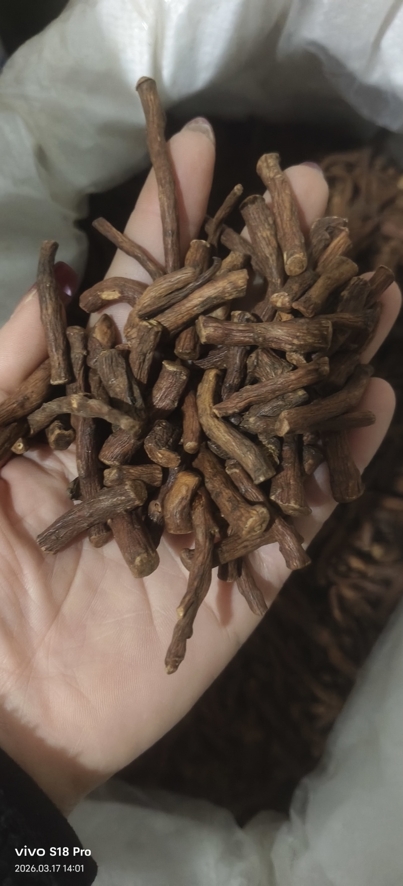 《蒲公英根》蒲公英根茶茶用药用新货无硫干净无杂质