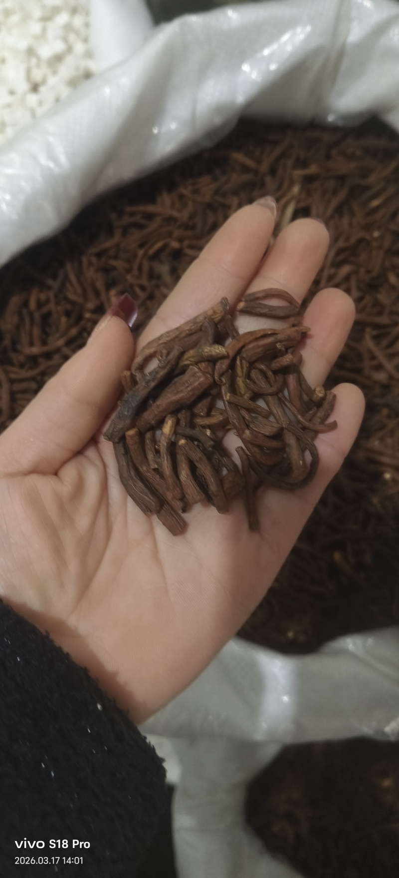 《蒲公英根》蒲公英根茶茶用药用新货无硫干净无杂质