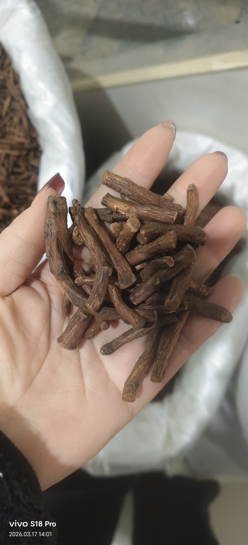 《蒲公英根》蒲公英根茶茶用药用新货无硫干净无杂质