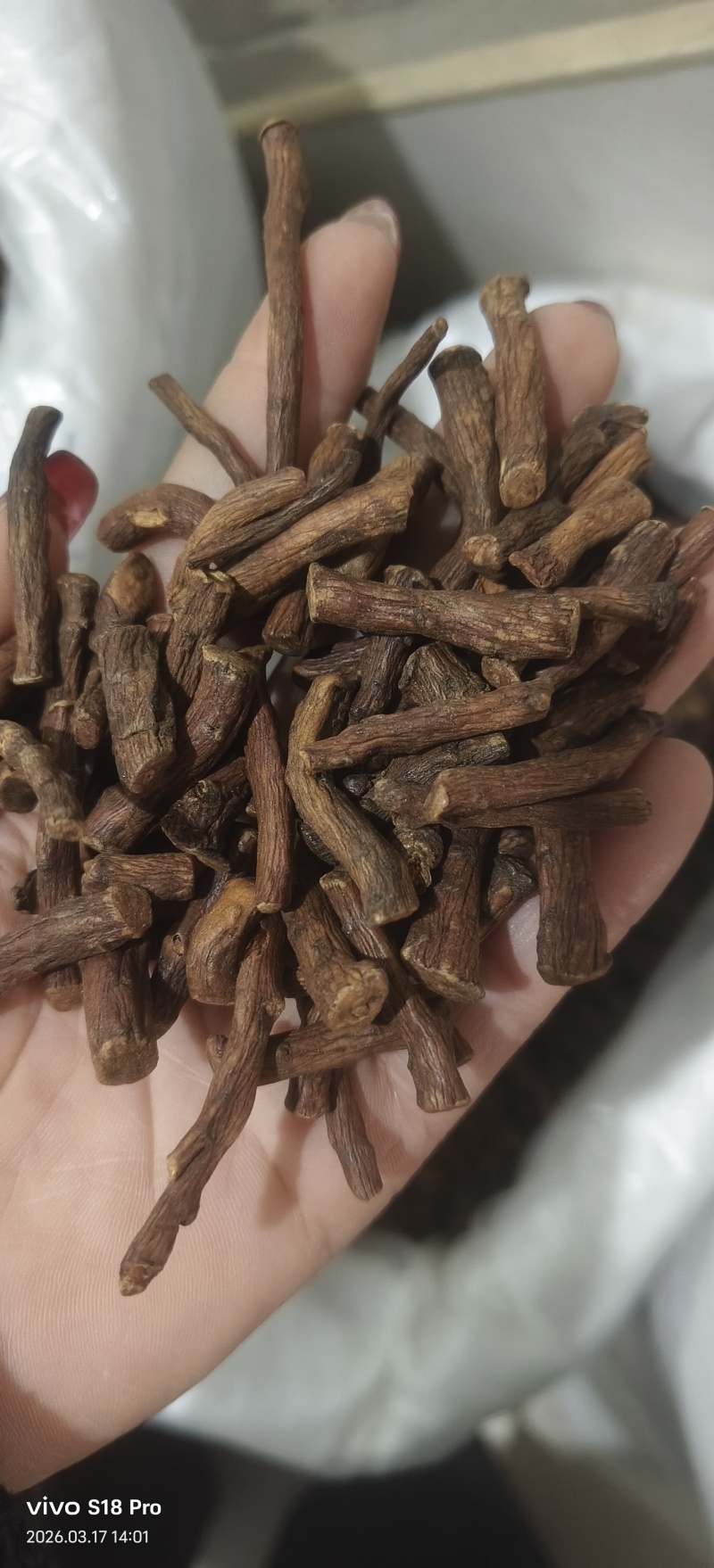 《蒲公英根》蒲公英根茶茶用药用新货无硫干净无杂质