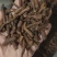 《蒲公英根》蒲公英根茶茶用药用新货无硫干净无杂质