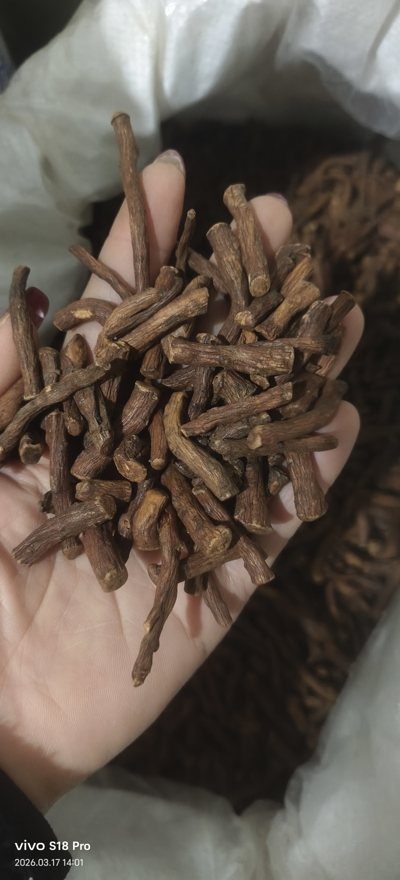 《蒲公英根》蒲公英根茶茶用药用新货无硫干净无杂质