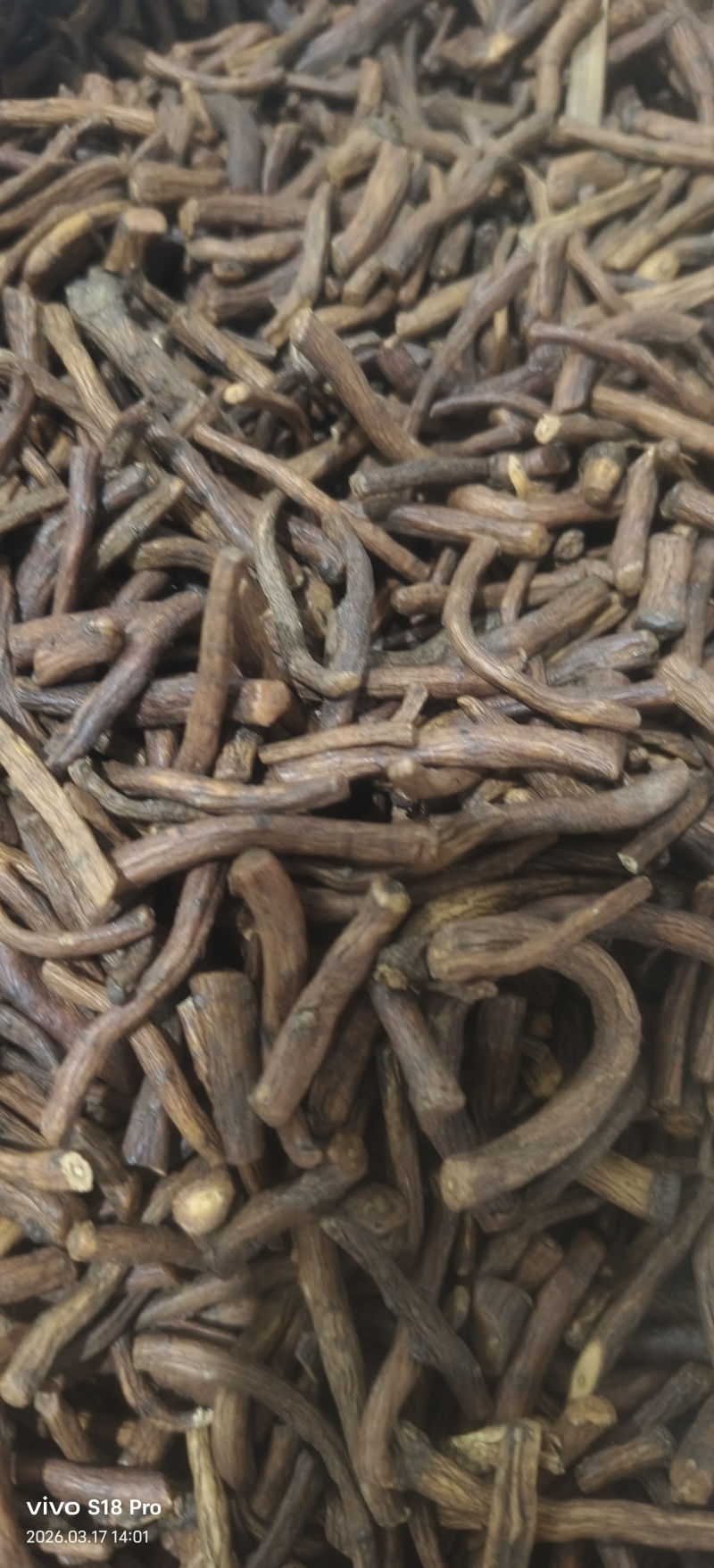 《蒲公英根》蒲公英根茶茶用药用新货无硫干净无杂质