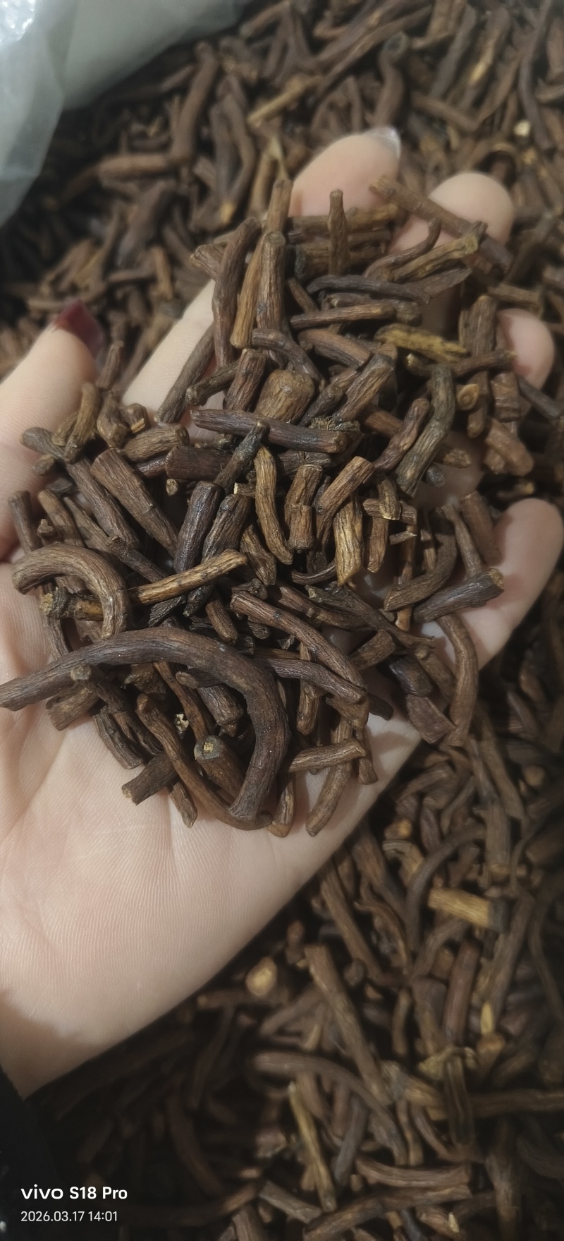 《蒲公英根》蒲公英根茶茶用药用新货无硫干净无杂质