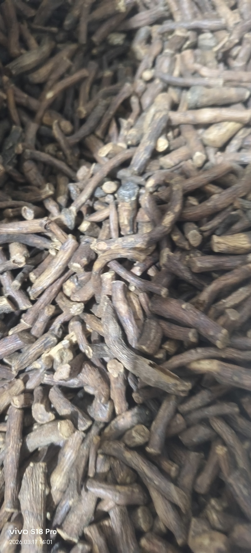 《蒲公英根》蒲公英根茶茶用药用新货无硫干净无杂质