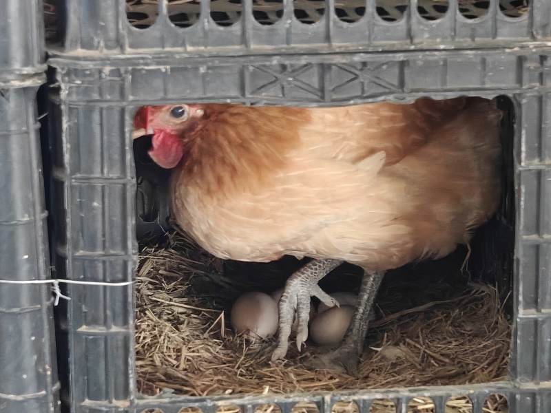 正宗土鸡蛋