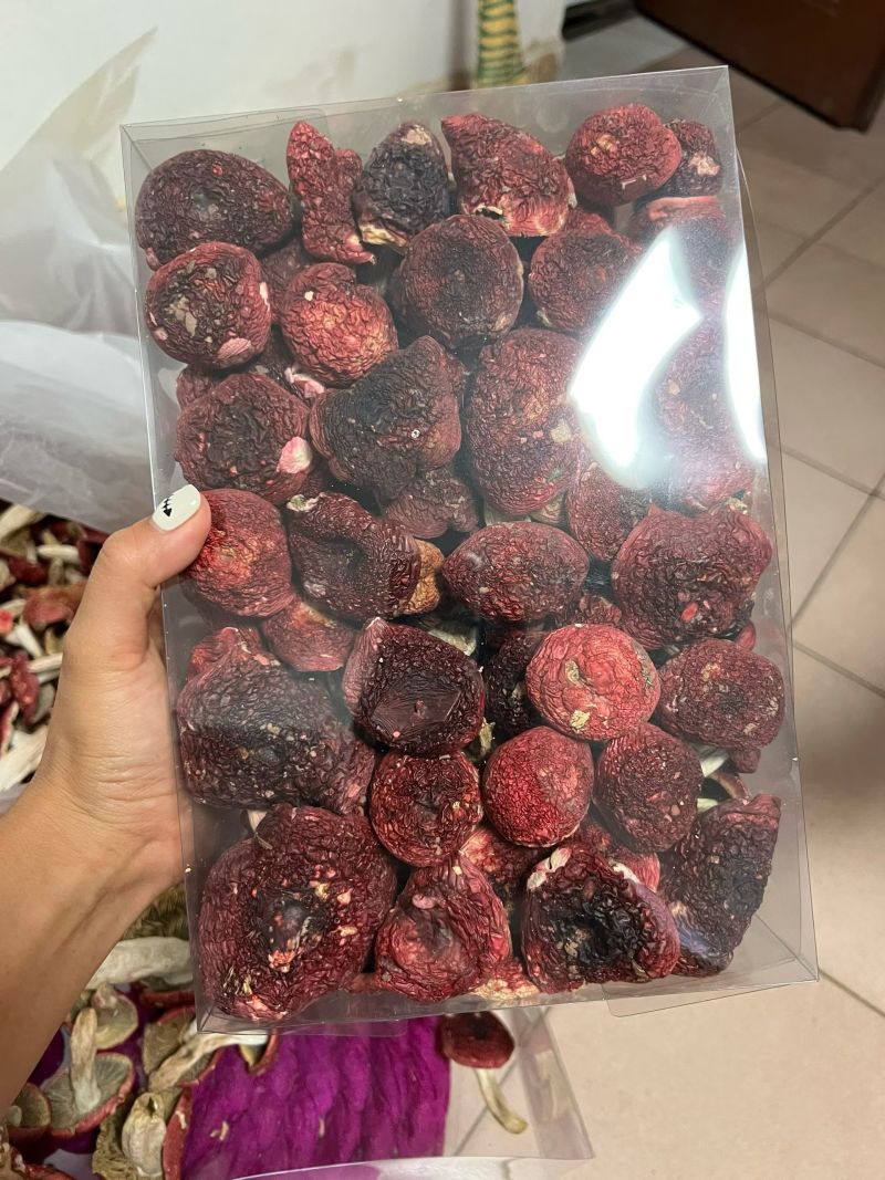 干红菌