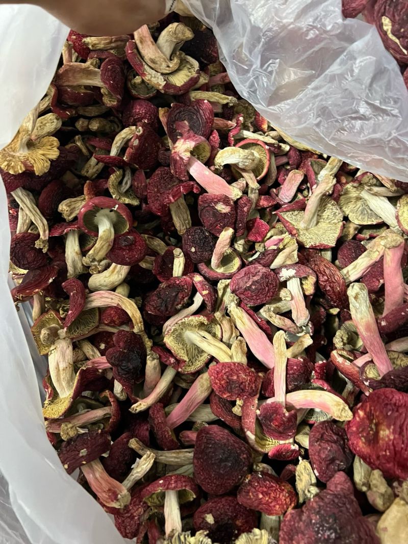 干红菌