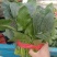 大叶菠菜