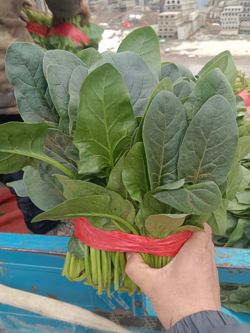 大叶菠菜