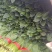 大叶菠菜
