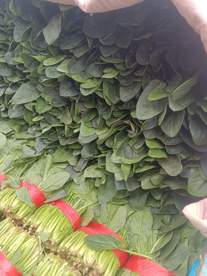 大叶菠菜