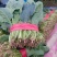 大叶菠菜