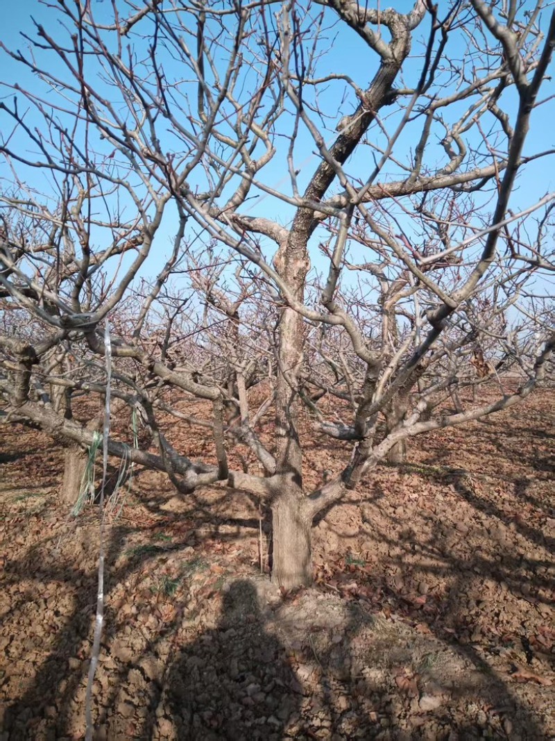 18-20公分大规格山楂树山西运城绛县山楂树基地