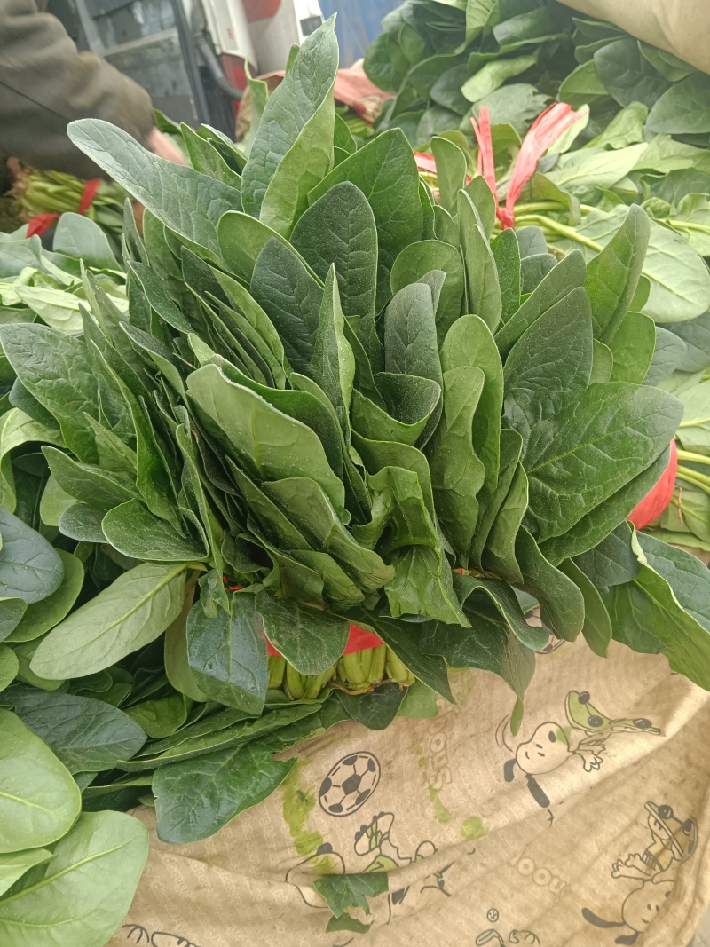 大叶菠菜