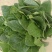 大叶菠菜