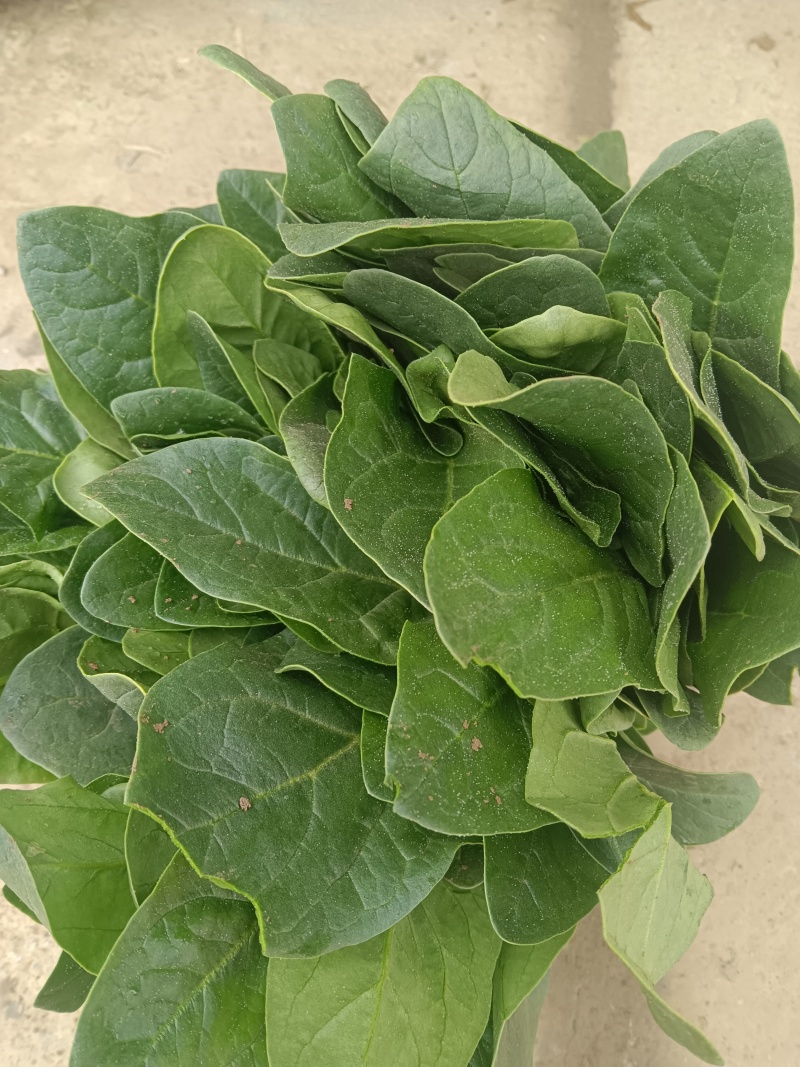 大叶菠菜