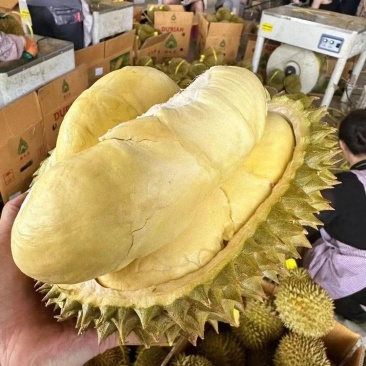 金枕榴莲一手批发价格