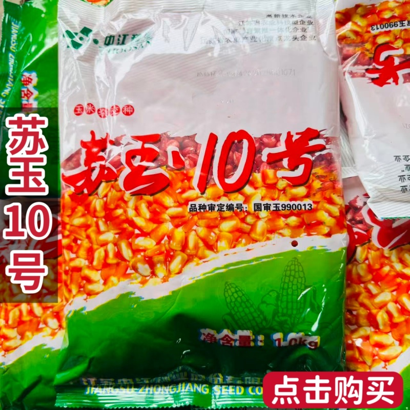 苏玉10号玉米种子春夏播杂交黄玉米种籽江苏中江国审苞谷种