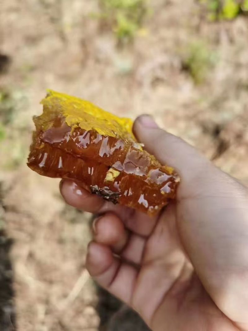 树洞蜜